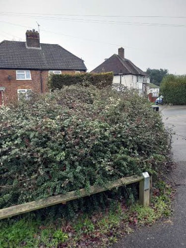 Standard C: Shrubs or hedges are in need of attention but likely to be restored with routine maintenance.