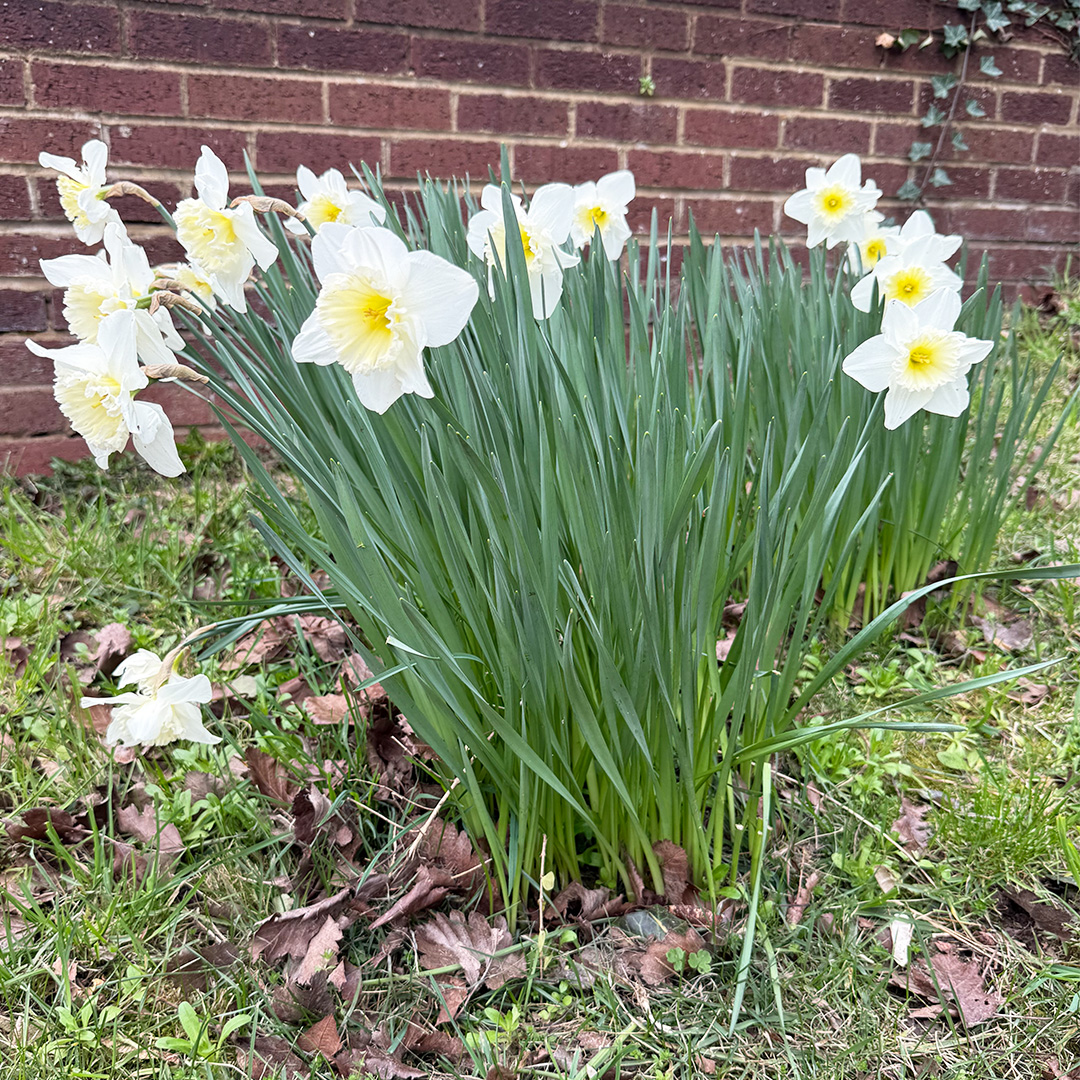 White Daffodils