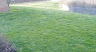 Standard B: Grass is in need of some minor attention but likely to be restored with routine maintenance.