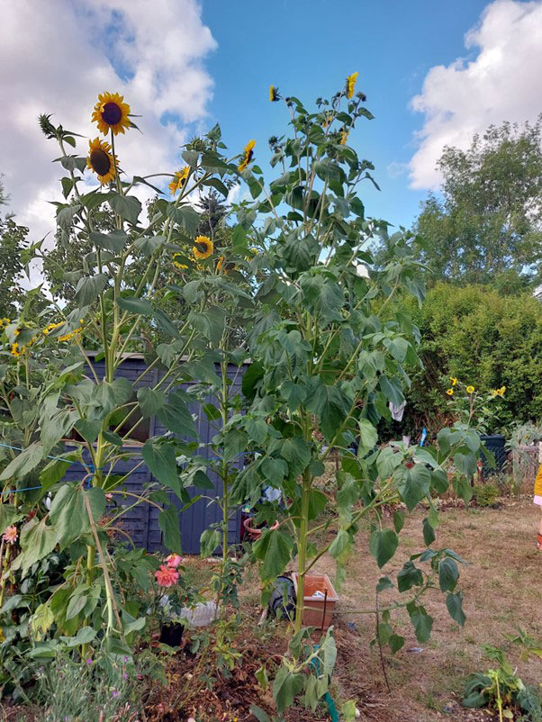 Red Kite Green Space Awards 2023 - Tallest sunflower winner 2