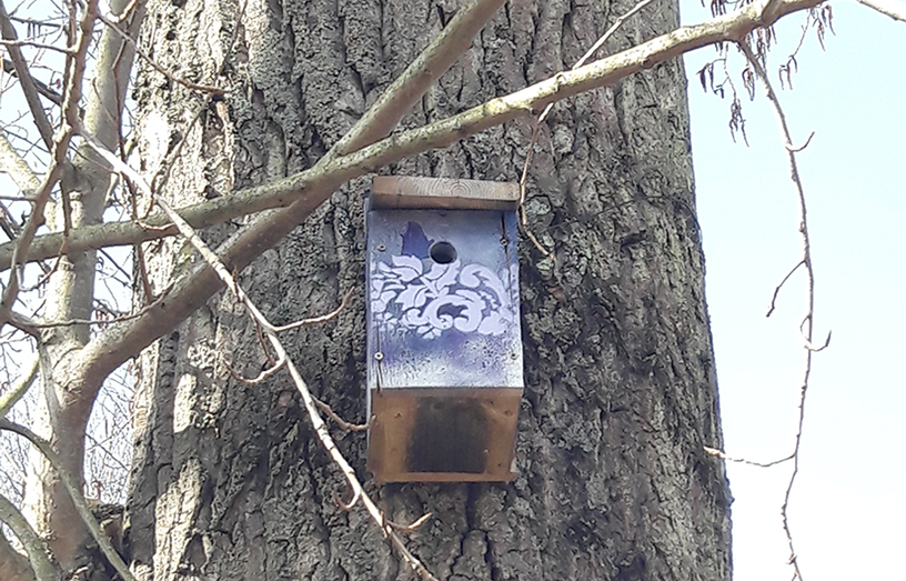 A birdbox on a tree