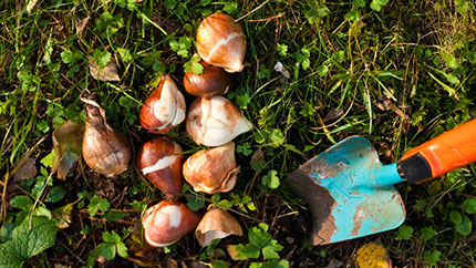 2025 10 Bulb Planting