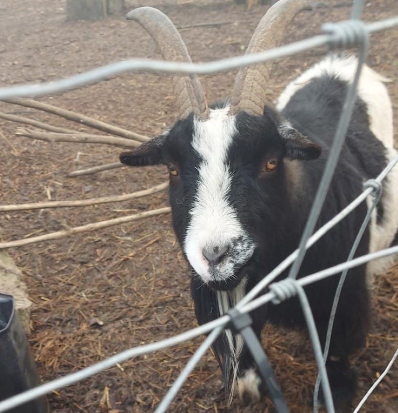 A goat staring through a wire mesh fence