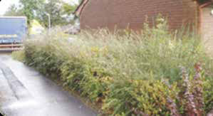 Standard C: Shrubs or hedges are in need of attention but likely to be restored with routine maintenance.