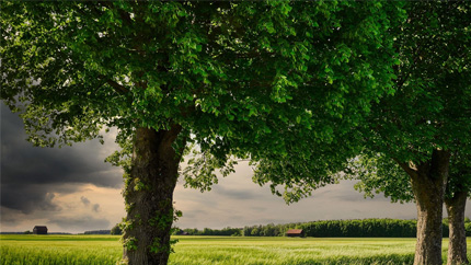 Three trees in a field of grass