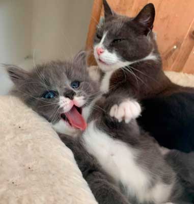 Pet Picture Of The Year Laughing Kittens