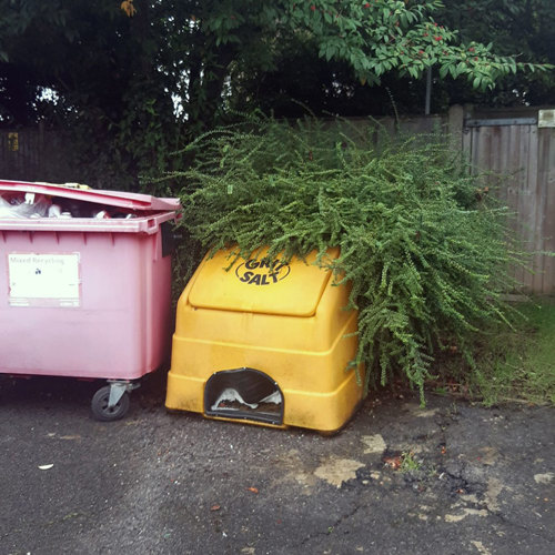 Standard D: The shrub bed or hedge is overgrown, looks to have not been attended for a long period of time and has the potential to be a hazard or risk.