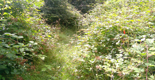 Standard D: The shrub bed or hedge is overgrown, looks to have not been attended for a long period of time and has the potential to be a hazard or risk.