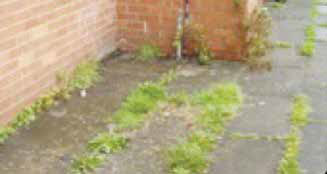 Standard C: There is evidence of weeds that have been sprayed but have not been removed or not sprayed for a long period.