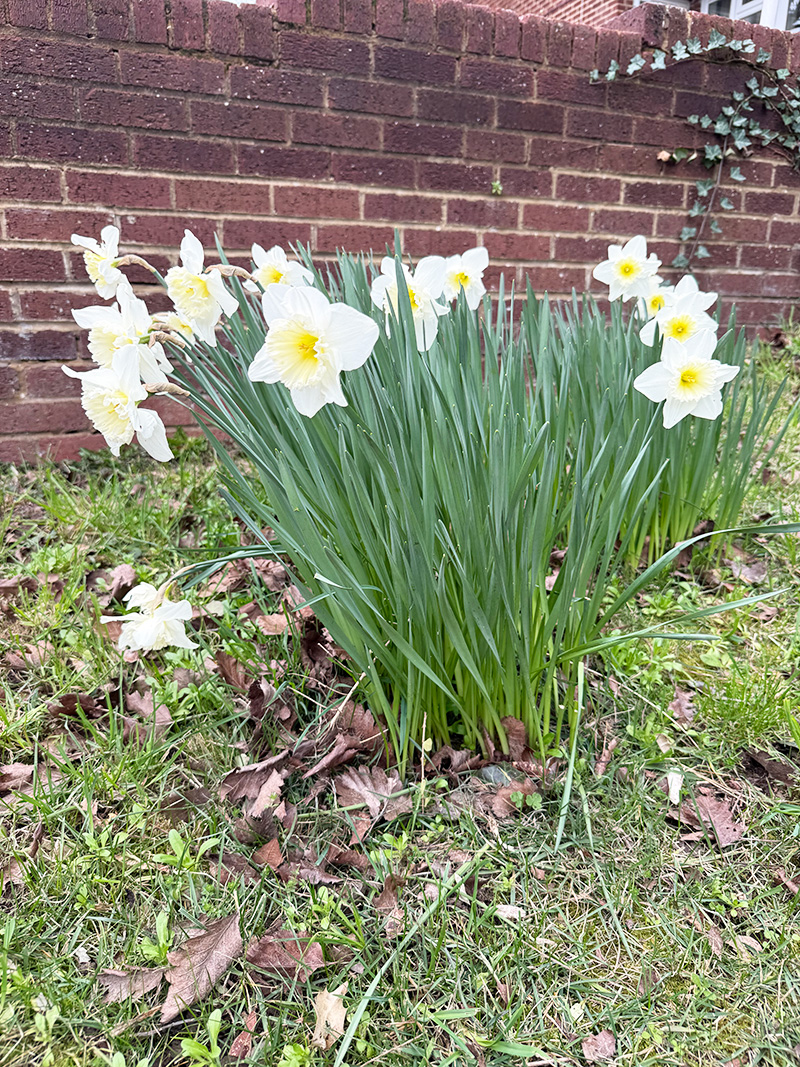 Daffodils