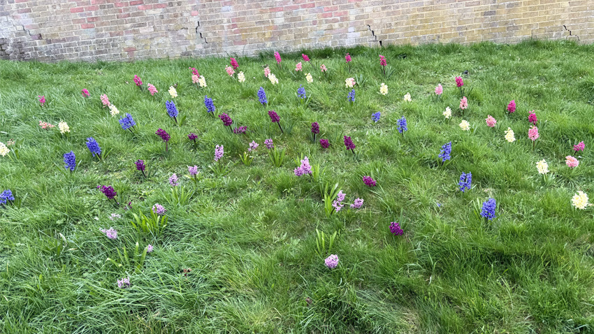 Colourful Flowers Planted In The Shape Of A Rainbow
