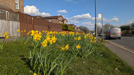 Picture Of Daffodils Growing Along A Green Area Next To A Road
